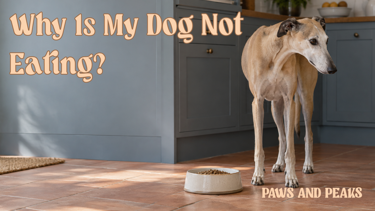 Greyhound turning away from an untouched bowl of food in a home kitchen.