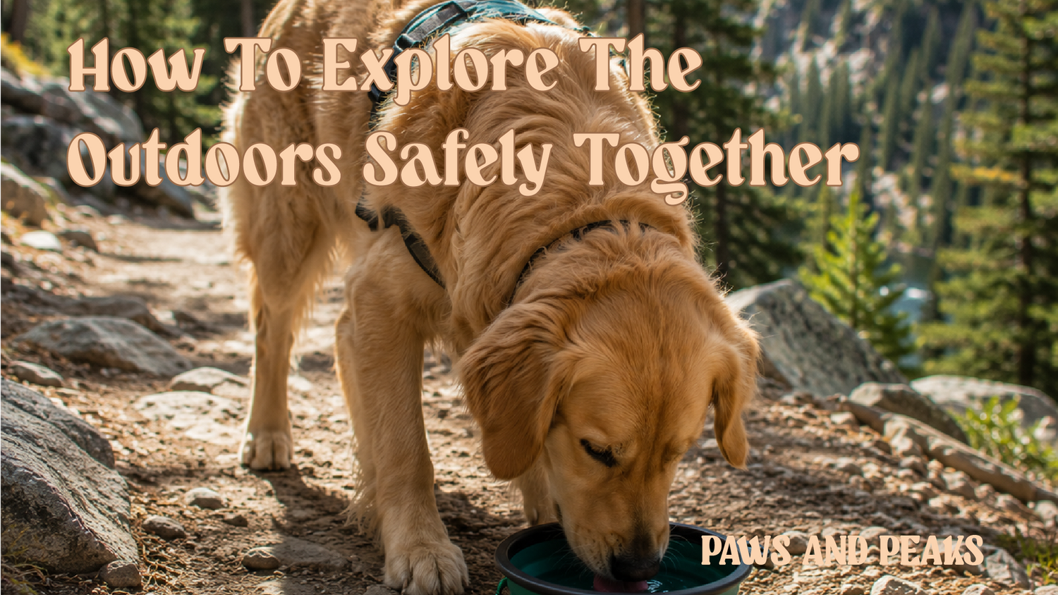 Adventures With Dogs: How to Explore the Outdoors Safely Together?