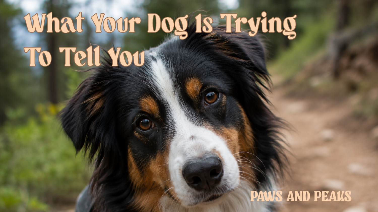Understanding Dog Behaviour: What Your Dog is Trying to Tell You?