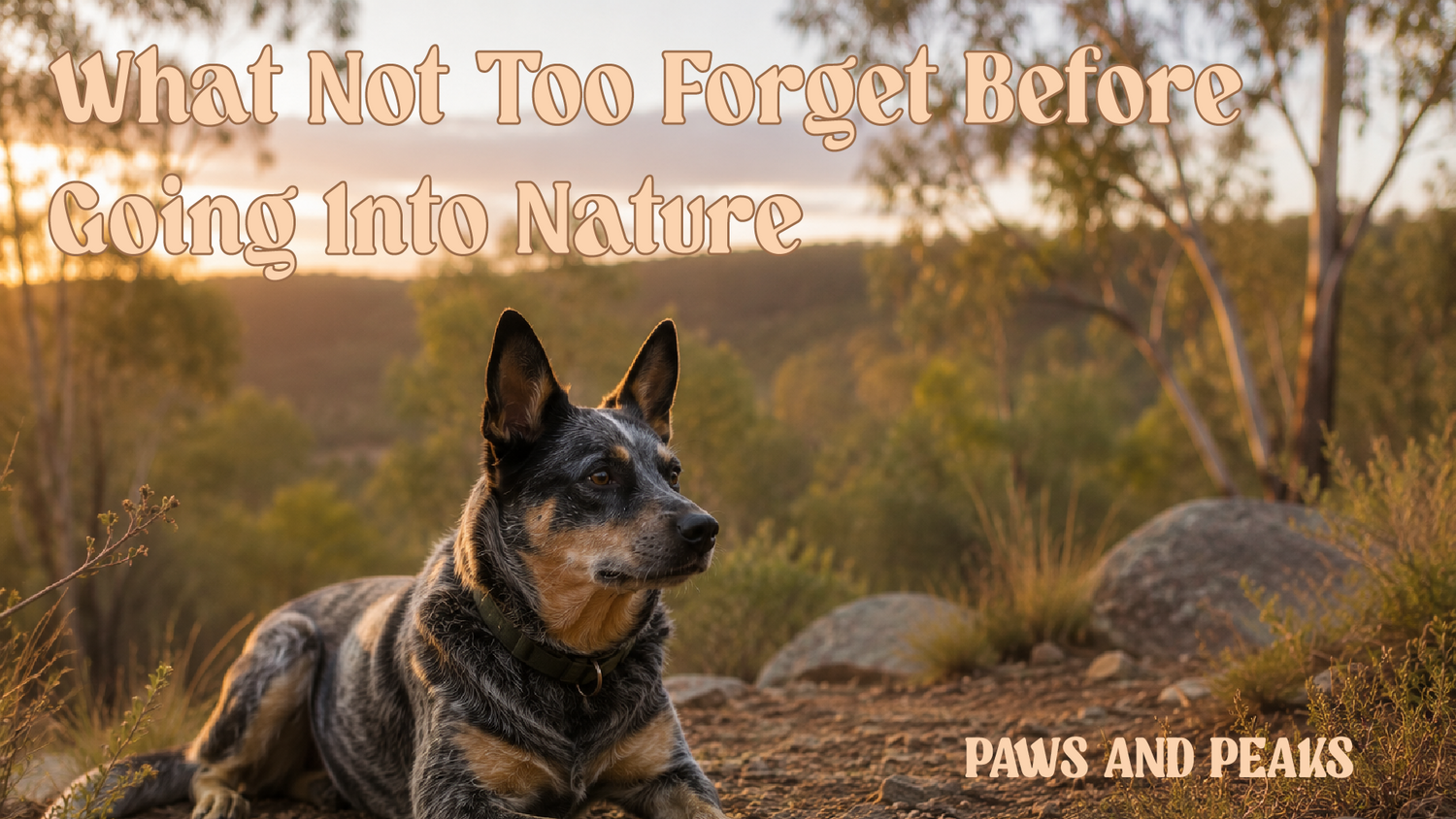 Australian Cattle Dog resting on a rocky bush trail at sunset, surrounded by native eucalyptus trees and rugged Australian landscape in warm golden light.