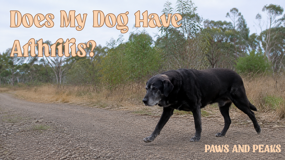 Senior black Labrador walking slowly along a quiet Australian nature trail.