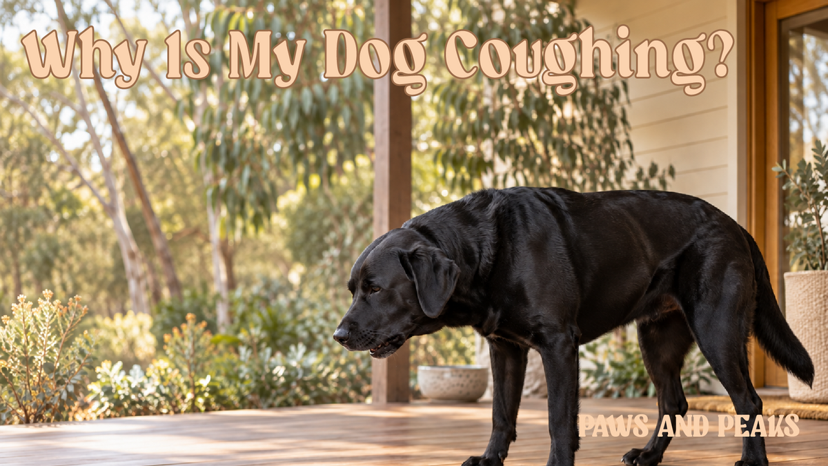 Black Labrador standing on a shaded Australian veranda with its head lowered during a coughing episode.