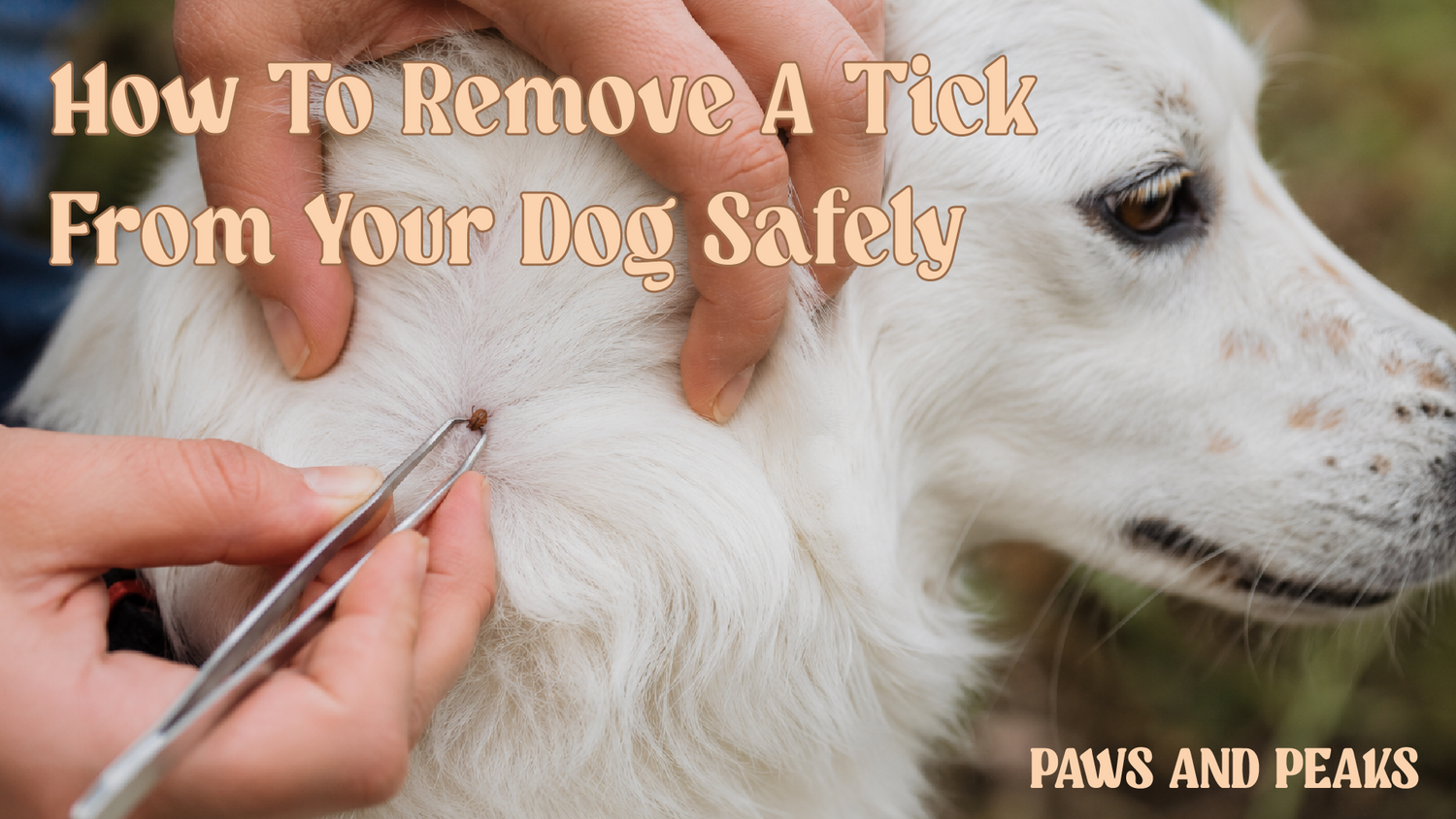 Dog owner safely removing a tick from their dog's neck with tweezers after an outdoor adventure.
