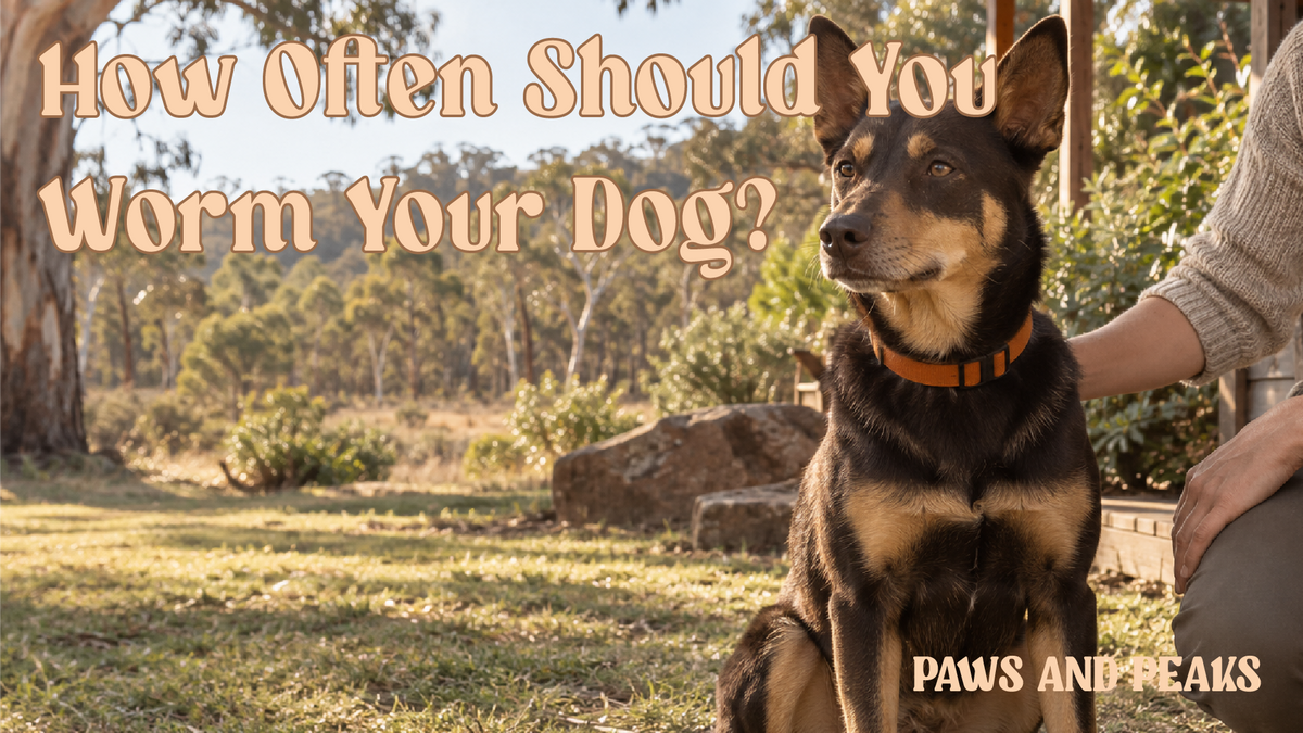 Australian kelpie-cross sitting beside its owner outdoors during a calm routine health-care moment.