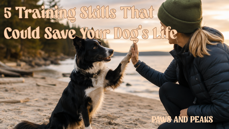 Dog owner teaching obedience and safety training skills to a Border Collie in an outdoor setting.