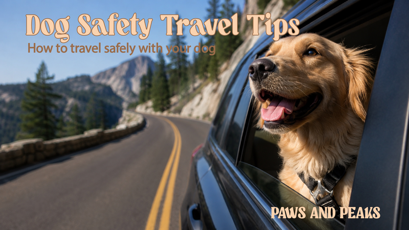 Dog Travel Tips: How to Travel Safely with Your Dog in Australia