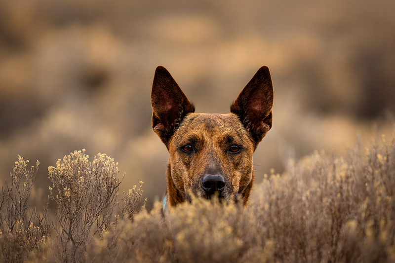 Close up of a dog’s face peeking through dry scrub, ears upright and alert, with a warm muted landscape softly blurred in the background.