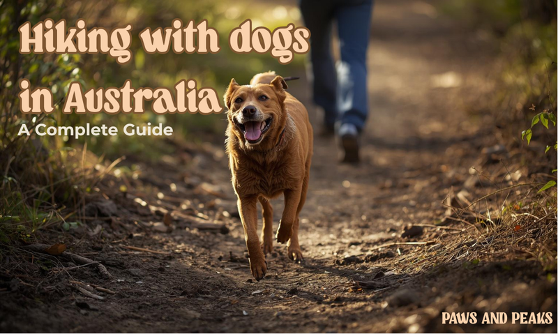 dog hiking with owner on australian mountain trail looking back happy outdoor adventure