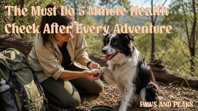 Dog owner performing a post-hike health check by inspecting a Border Collie's paw on an Australian bush trail with hiking gear and a collapsible water bowl nearby.