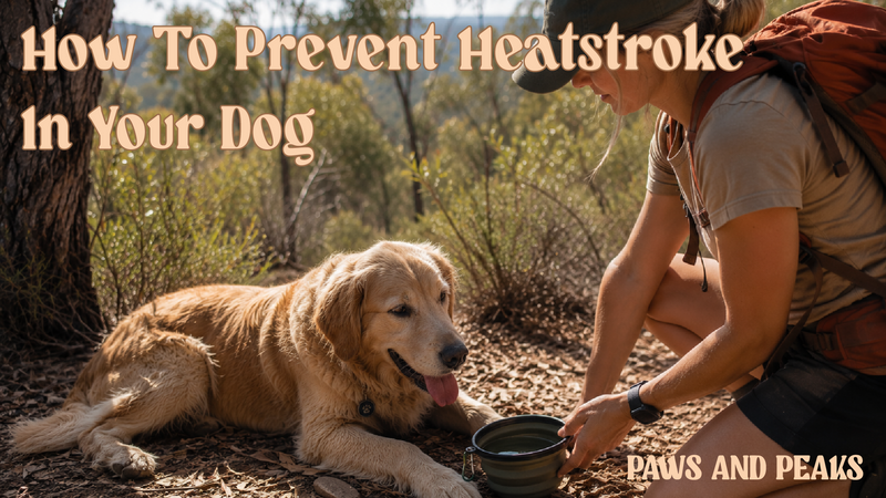 Dog owner offering water to a tired Golden Retriever resting in the shade during a warm Australian bushwalk to help prevent heatstroke.