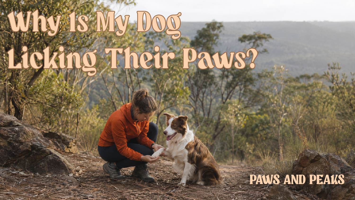 Dog owner gently checking their Border Collie’s paw after a walk on an Australian bush track.