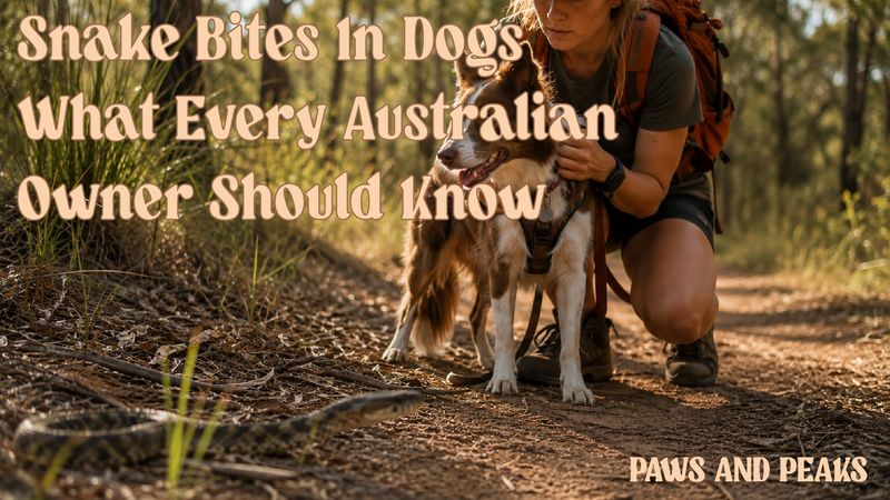 Dog owner protecting their dog after spotting a snake during a bushwalk in the Australian bush.