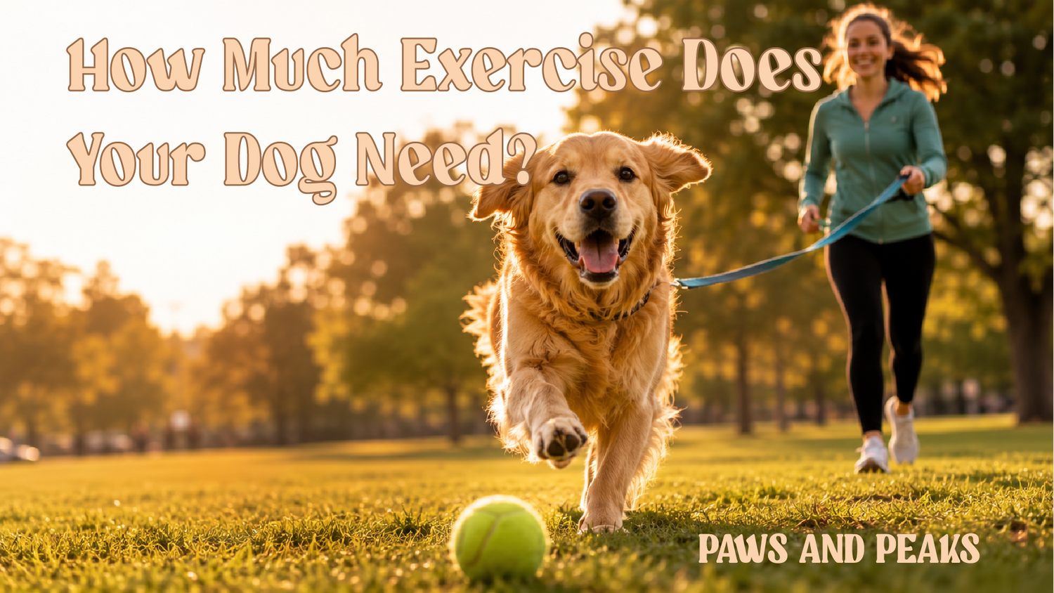 Golden retriever running toward a tennis ball in a sunny park while its owner exercises alongside.