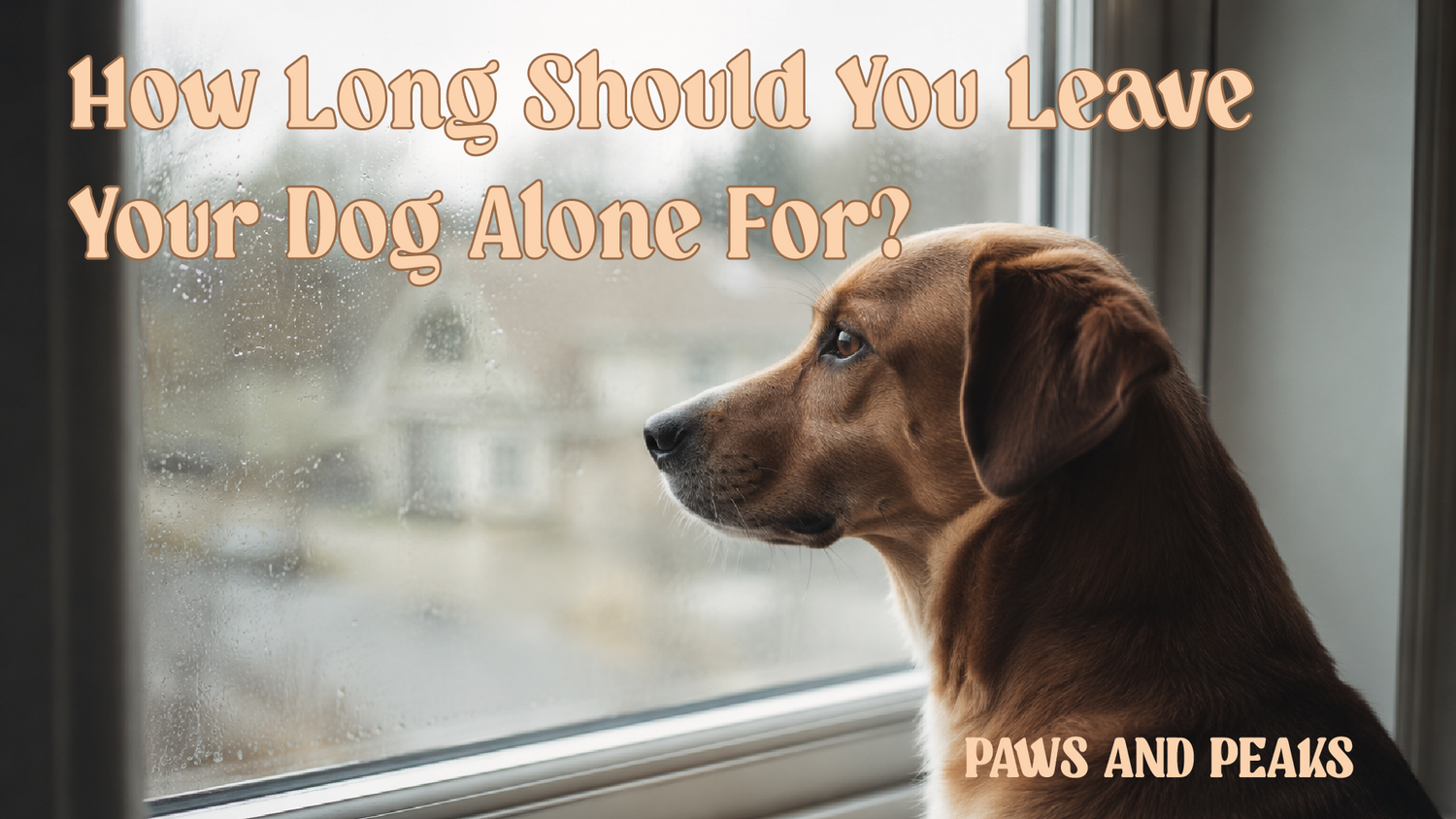 dog looking out of window