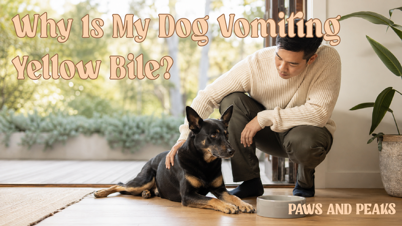 Concerned dog owner comforting his Kelpie beside a water bowl at home